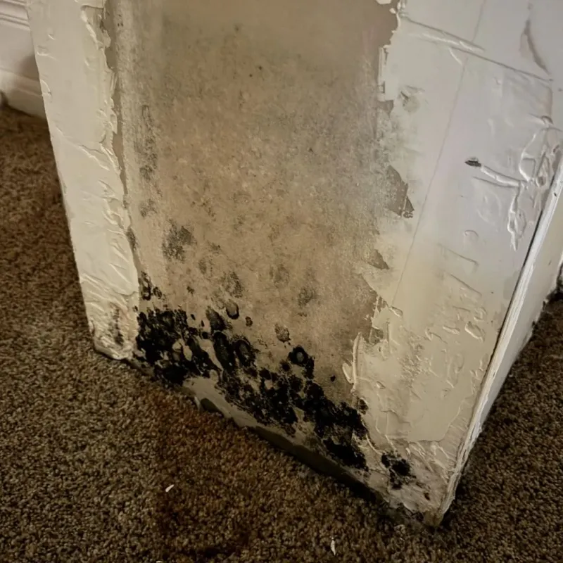 Professional Mold Removal in Cherry Hill, VA